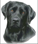 (image for) Black Labrador (No Background)